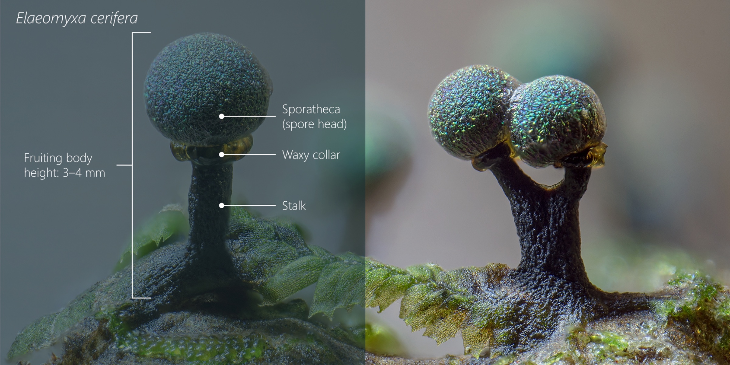 Elaeomyxa cerifera — labelled macro photograph showing the sporatheca (spore head), waxy collar and stalk; fruiting body height 3–4 mm